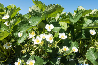 Close-up of flowering plants against sky