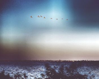 Birds flying over sea against sky