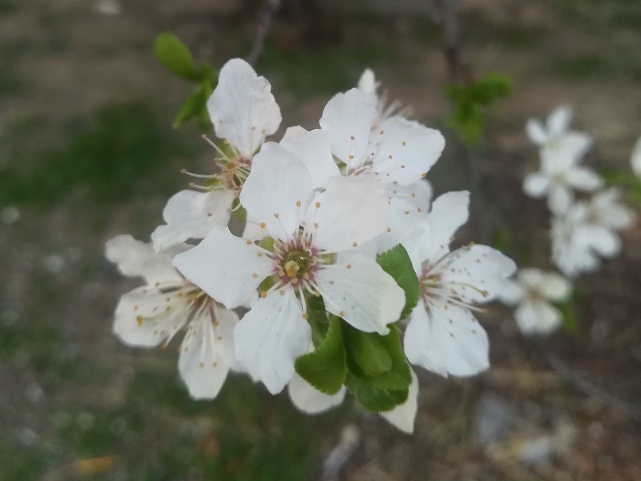 CLOSE-UP OF WHITE FLOWERING PLANT