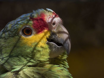 Close-up of bird