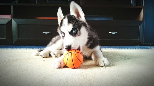 Dog with ball