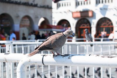 Close-up of pigeon perching on railing