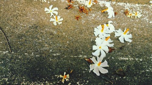 High angle view of flowers