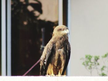 Bird perching on a wall