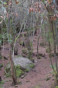 Close-up of plants