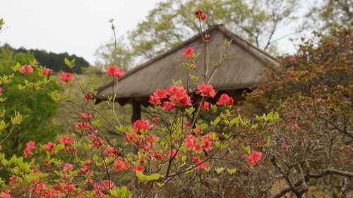 Close-up of red flowering plants against trees