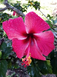 Close-up of wet pink hibiscus blooming outdoors