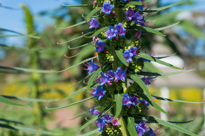 Close-up of purple flowering plant