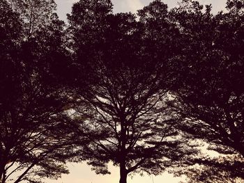 Low angle view of trees against sky