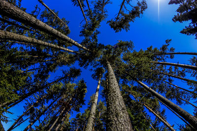 Low angle view of trees against clear blue sky