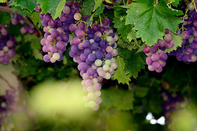 Close-up of grapes growing in vineyard