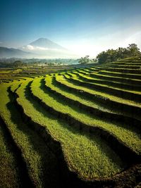 Scenic view of rice field against sky