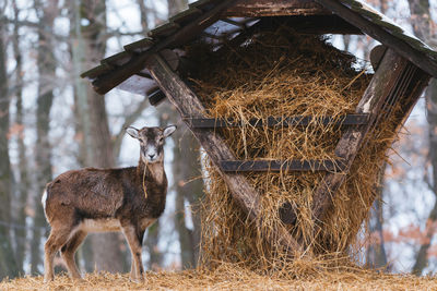 View of an animal