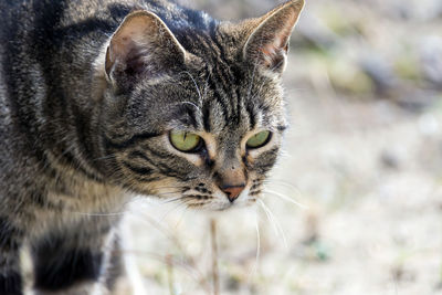 Close-up of cat