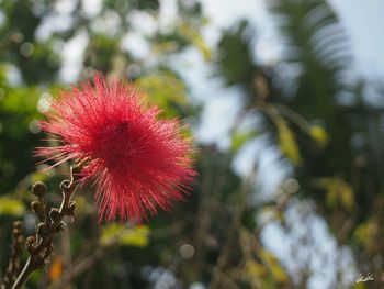 Close-up of thistle flower