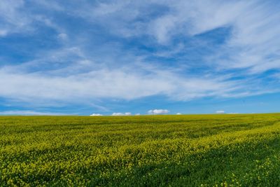 Scenic view of oilseed rape field against sky