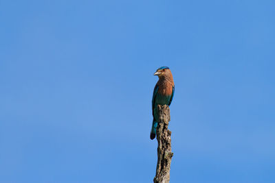 Low angle view of bird perching against clear blue sky