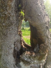 Close-up of tree trunk