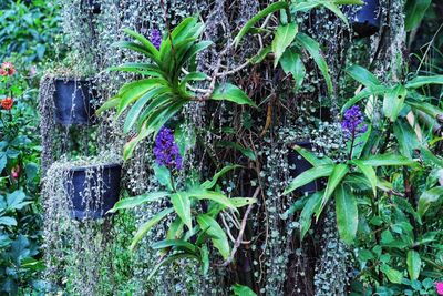 Plants growing in garden