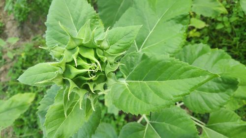 Close-up of green leaves