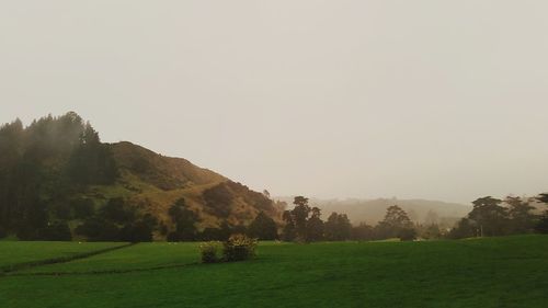 Scenic view of grassy field