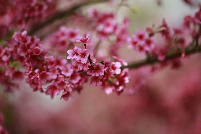 Close-up of pink cherry blossoms in spring