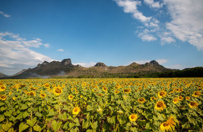 Yellow flowering plants on field against sky