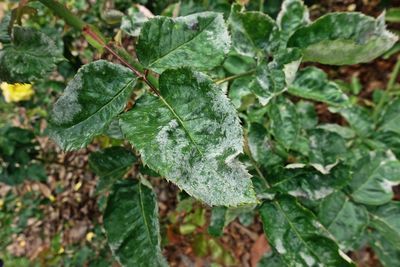 High angle view of green leaves on plant