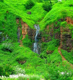 Scenic view of waterfall in forest