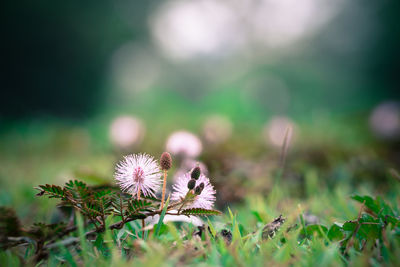 Close-up of flowering plant on field