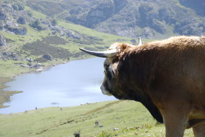 Cow grazing on field against mountains