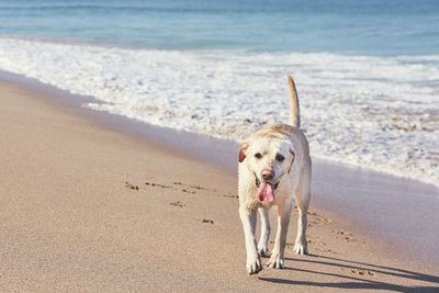 Portrait of dog panting while walking at beach