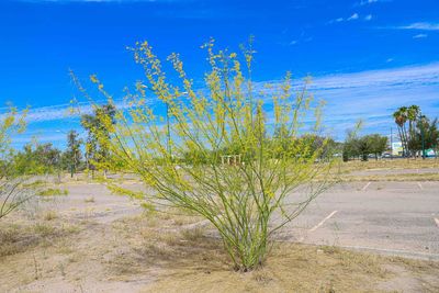 Plant growing on land against blue sky