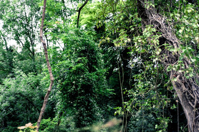 Low angle view of trees in forest