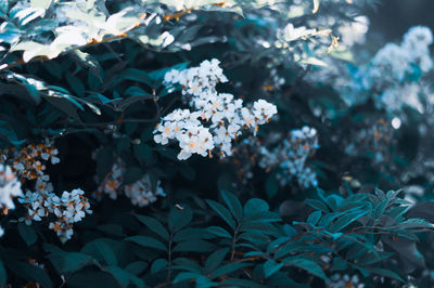 Close-up of white flowering plant