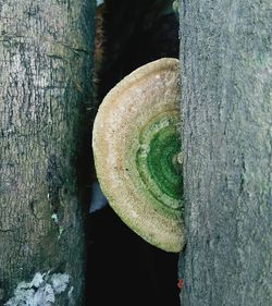 Close-up of tree trunk