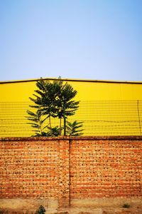 Tree against yellow wall and building against clear sky
