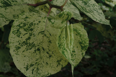 Close-up of fresh green leaf
