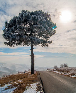 Snow covered road by trees against sky