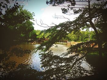 Reflection of trees in river