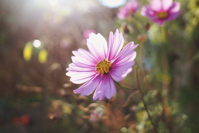 Close-up of pink cosmos flower