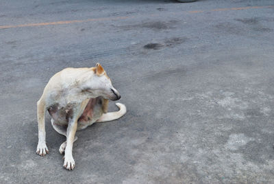 High angle view of dog standing on road