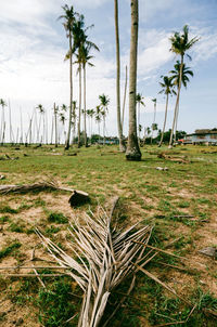 Trees in park