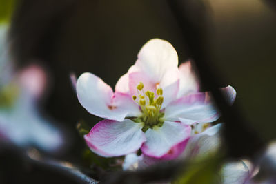 Close-up of pink flower