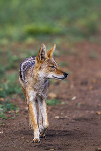 Close-up of black-backed jackal looking away while walking on land