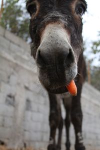 Close-up portrait of horse