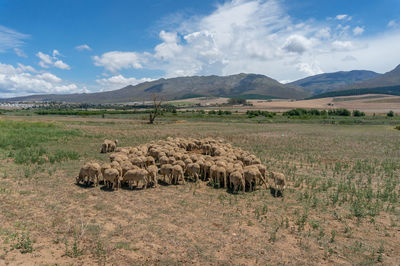 View of sheep on field against sky