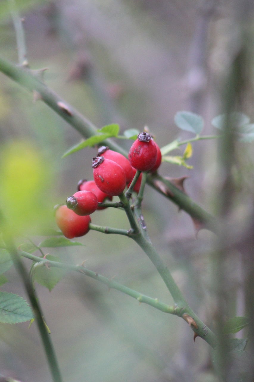 fruit, red, rose hip, food and drink, no people, nature, growth, focus on foreground, outdoors, tree, day, close-up, food, beauty in nature, plant, healthy eating, freshness, animal themes