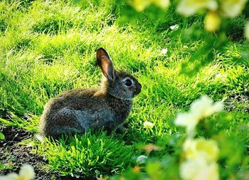 Side view of rabbit on field