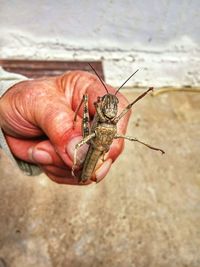 Cropped hand of man holding grasshopper against wall